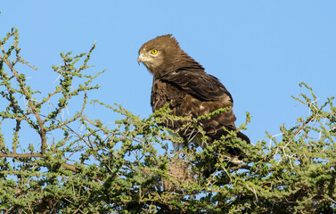 Circaète à poitrine noire,Circaetus pectoralis, Black chested Snake Eagle, Afrique de l'Est