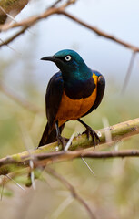 Choucador royal, Spréo royal, Lamprotornis regius, Golden-breasted Starling, Afrique