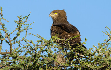 Circaète à poitrine noire,Circaetus pectoralis, Black chested Snake Eagle, Afrique de l'Est