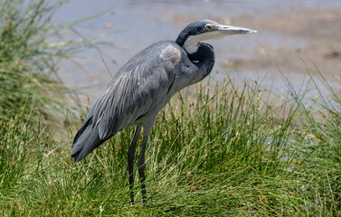 H&eacute;ron m&eacute;lanoc&eacute;phale,Ardea melanocephala, Black headed Heron, Afrique de l'Est