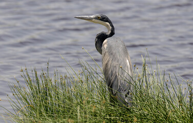 Héron mélanocéphale,Ardea melanocephala, Black headed Heron, Afrique de l'Est