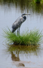 Héron mélanocéphale,Ardea melanocephala, Black headed Heron, Afrique de l'Est
