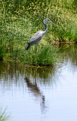 Héron mélanocéphale,Ardea melanocephala, Black headed Heron, Afrique de l'Est