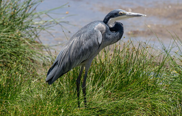 Héron mélanocéphale,Ardea melanocephala, Black headed Heron, Afrique de l'Est