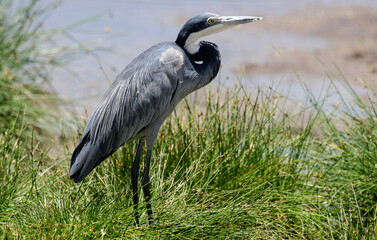 H&eacute;ron m&eacute;lanoc&eacute;phale,Ardea melanocephala, Black headed Heron, Afrique de l'Est