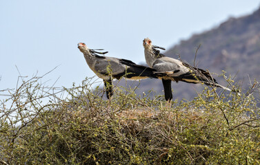 Messager sagittaire, nid, Sagittarius serpentarius, Secretarybird, Afrique