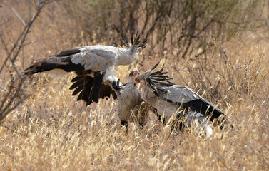 Messager sagittaire, adulte et jeune, Sagittarius serpentarius, Secretarybird, Afrique