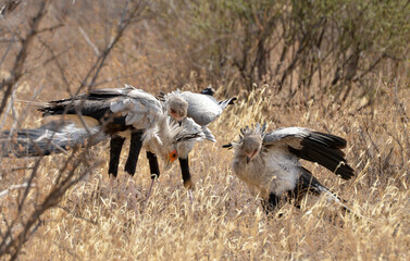 Messager sagittaire, adulte et jeune, Sagittarius serpentarius, Secretarybird, Afrique