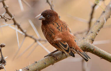 Moineau d'Emin, Passer eminibey, Chestnut Sparrow, Afrique