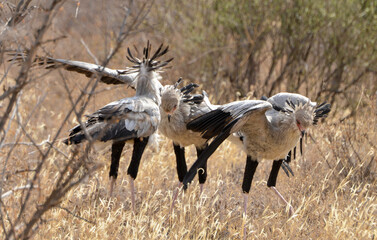 Messager sagittaire, adulte et jeune, Sagittarius serpentarius, Secretarybird, Afrique