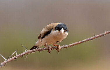 Républicain de Cabanis,Pseudonigrita cabanisi , Black capped Social Weaver, Afrique