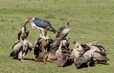 Marabout d'Afrique, Leptoptilos crumenifer, Marabou Stork, Vautour de Rüppell, Gyps rueppellii, Rüppell's Vulture, Afrique de l'Est