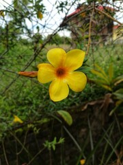 yellow flowers in the garden