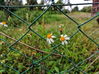 flowers in the garden