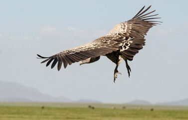 Vautour de Rüppell, Gyps rueppellii, Rüppell's Vulture, Afrique de l'Est