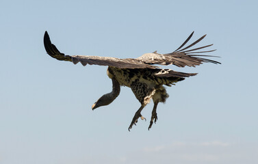 Vautour de Rüppell, Gyps rueppellii, Rüppell's Vulture, Afrique de l'Est