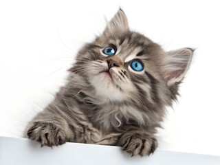 Fototapeta premium Adorable Fluffy Kitten with Striking Blue Eyes Peeking Over a White Surface in a Studio Setting