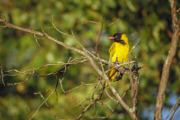 African Black headed Oriole standing on a branch in Greater Kruger National park, South Africa ; Specie Oriolus larvatus family of Oriolidae