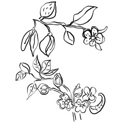 Hand drawn vector flowers on white background. 