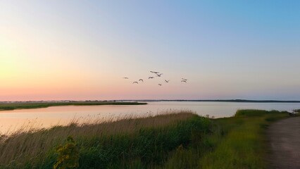 A flock of swans (Cygnus olor) flying over a lake at sunset  in soft pink light reflecting on the water and shoreline grass in a tranquil scene.