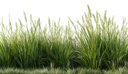 Lush Green Grass with Delicate Tall Blades Against a Black Background, Creating a Stylish and Vibrant Natural Aesthetic for Any Composition on transparent background