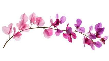 A arrangement of pink and purple bougainvillea flowers gracefully arching against a clean white background. ideal for nature-themed designs or floral decoration
