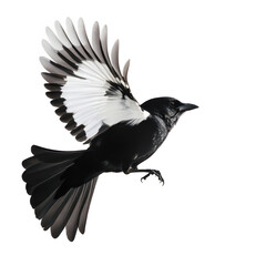 Fototapeta premium A striking black bird with white wing feathers in mid-flight against a clean white background. its graceful movement and natural beauty. ideal for wildlife and nature photography
