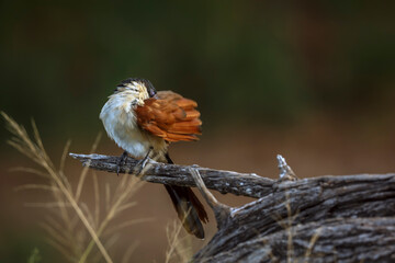 Burchell Coucal grooming wing on a branch isolated in natural background in Greater Kruger National park, South Africa ; Specie Centropus burchellii family of Cuculidae