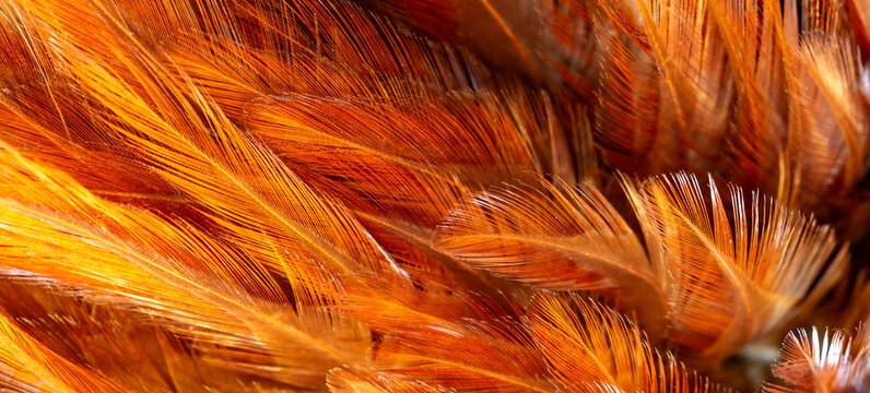 brown rooster feathers. background or texture