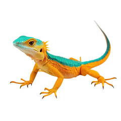Naklejka premium A vibrant. orange and turquoise lizard posed on a white background. its colorful skin and unique features. ideal for nature enthusiasts or educational content