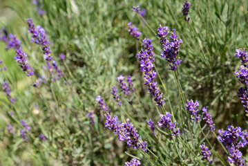 Beautiful lavender field . Purple flower background. Blossom violet aromatic plants