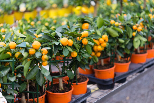 Miniature decorative trees orange oranges in greenhouse. Small tree orange fruit and green leaves growing in a pot