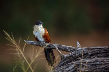 Burchell Coucal standing on a branch isolated in natural background in Greater Kruger National park, South Africa ; Specie Centropus burchellii family of Cuculidae