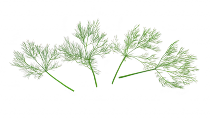 Three delicate green sprigs of dill arranged artistically on a clean white background. their fine texture and shadow play. ideal for culinary or botanical themes