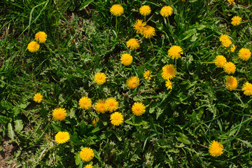Yellow dandelion meadow with green grass, view from above on a sunny day. top view, place for text