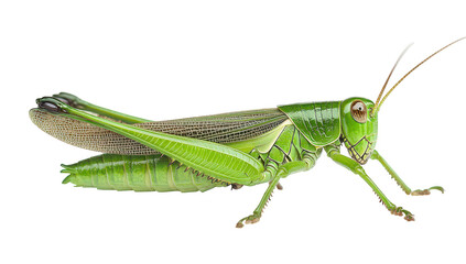 Fototapeta premium A green grasshopper perched on a white surface. its intricate body structure and natural colors. ideal for educational purposes or nature-themed projects