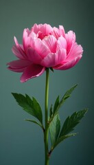 A solitary pink peony stem with a prominent flower head , lonely flower, gentle blooms
