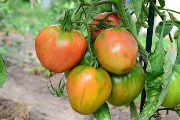 a bunch of organic tomatoes on the plant in the garden