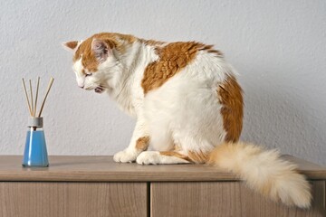 Fototapete bei efototapeten.de bestellen   