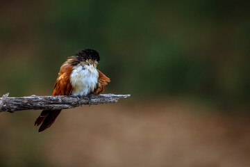 Burchell Coucal standing on a branch isolated in natural background in Greater Kruger National park, South Africa ; Specie Centropus burchellii family of Cuculidae