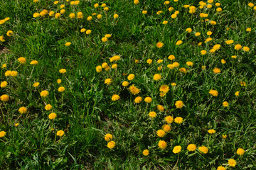 Yellow dandelion meadow with green grass, view from above on a sunny day. top view, place for text