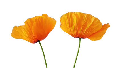 Obraz premium Two orange poppy flowers stand elegantly against a pure white background. their delicate petals and slender green stems. perfect for use in nature-themed designs or floral arrangements