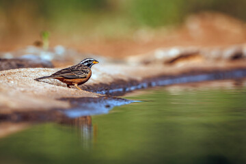 Cinnamon breasted Bunting male standing along waterhole in Greater Kruger National park, South Africa ; Specie Fringillaria tahapisi family of Emberizidae