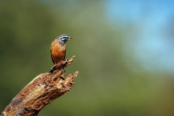 Cinnamon breasted Bunting male standing on a log isolated in natural background in Greater Kruger National park, South Africa ; Specie Fringillaria tahapisi family of Emberizidae