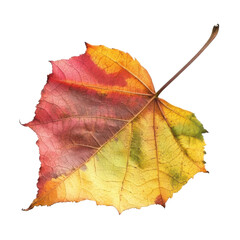 Autumn leaf collection nature trail botanical photography outdoor setting close-up view colorful change