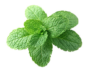 Fresh mint leaves harvest greenhouse garden close-up photography natural setting top-down view culinary ingredient
