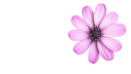 A delicate pink flower with petals and intricate details. positioned on a clean white background. symbolizing beauty and nature. ideal for use in floral designs or wellness themes