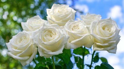 Obraz premium White Rose Elegance, Soft Focus, Blue Sky Bokeh, Natural Sunlight Arrangement