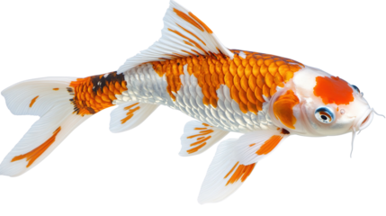 koi fish on white