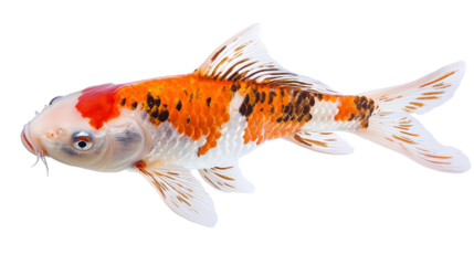  koi fish on white